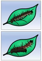 Vorschau - Präsentationen/Tafelbilder - Tafelmaterial - Bildkarten Lebenskreislauf Schmetterling - Seite 1