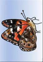 Vorschau - Poster - Tafelmaterial - Poster Körperbau Raupe und Schmetterling - Deckblatt