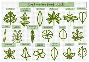Vorschau - Arbeitsblätter - Die Bestimmung eines Blatts - Übersichtsblatt (Blattrand/Blattform...) - Seite 1