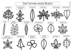 Vorschau - Arbeitsblätter - Die Bestimmung eines Blatts - Übersichtsblatt (Blattrand/Blattform...) - Seite 2