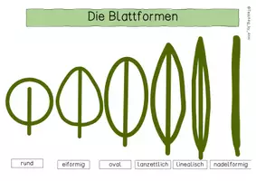 Vorschau - Arbeitsblätter - Die Bestimmung eines Blatts - Übersichtsblatt (Blattrand/Blattform...) - Seite 3