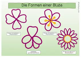 Vorschau - Arbeitsblätter - Übersichtsblatt - Bestimmung einer Blume - Seite 1