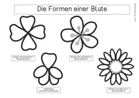 Vorschau - Arbeitsblätter - Übersichtsblatt - Bestimmung einer Blume - Seite 2