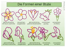 Vorschau - Arbeitsblätter - Übersichtsblatt - Bestimmung einer Blume - Seite 3