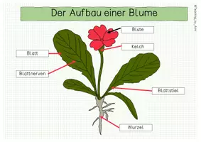 Vorschau - Arbeitsblätter - Der Aufbau eines Blatts und einer Blüte- Übersichtsblatt - Seite 1