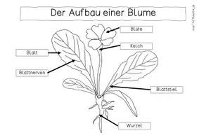 Vorschau - Arbeitsblätter - Der Aufbau eines Blatts und einer Blüte- Übersichtsblatt - Seite 2