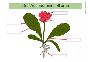 Vorschau - Arbeitsblätter - Der Aufbau eines Blatts und einer Blüte- Übersichtsblatt - Seite 3