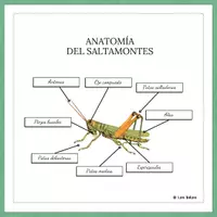 Vista previa - Decoración del aula - SALTAMONTES ANATOMÍA - POSTER 42X42 cm. - página 2