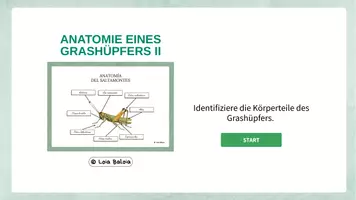 Vorschau - Spiele - ANATOMIE EINES GRASHÜPFERS QUIZ II. - Seite 3