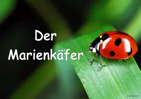 Vorschau - Unterrichtsreihen - Materialpaket - Marienkäfer - Seite 1