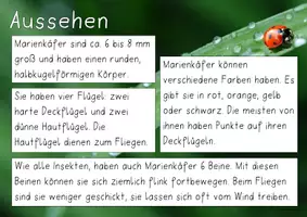 Vorschau - Unterrichtsreihen - Materialpaket - Marienkäfer - Seite 3
