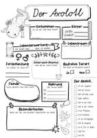 Vorschau - Arbeitsblätter - Steckbrief Axolotl - Seite 2