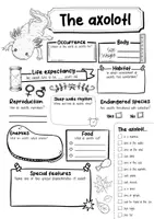 Vorschau - Arbeitsblätter - Axolotl - 3 for 2 economy package - Material package (English) - Seite 3