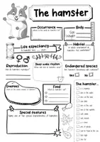 Vorschau - Arbeitsblätter - The Hamster Profile Fact Sheet (English) - Seite 2
