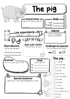 Vorschau - Arbeitsblätter - The Pig Profile Fact Sheet (English) - Seite 2