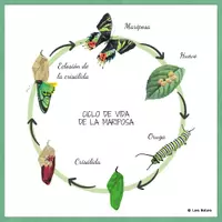 Vista previa - Decoración del aula - CICLO DE VIDA DE LA MARIPOSA - POSTER 42X42 cm. - página 1