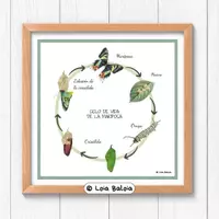 Vista previa - Decoración del aula - CICLO DE VIDA DE LA MARIPOSA - POSTER 42X42 cm. - Portada