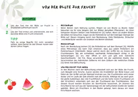 Vorschau - Stundenentwürfe - Von der Blüte zur Frucht - Bestäubung, Befruchtung 5. Klasse fertige Unterrichtsstunde Biologie - Seite 1