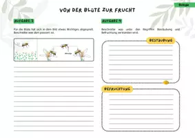 Vorschau - Stundenentwürfe - Von der Blüte zur Frucht - Bestäubung, Befruchtung 5. Klasse fertige Unterrichtsstunde Biologie - Seite 2