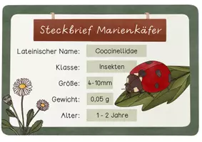 Vorschau - Bildkarten - Wissenskartei Marienkäfer - Lesetexte & Wissenshäppchen in 2 Versionen - Seite 2