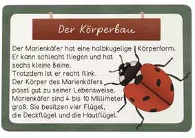 Vorschau - Bildkarten - Wissenskartei Marienkäfer - Lesetexte & Wissenshäppchen in 2 Versionen - Seite 3