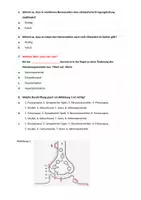 Vorschau - Test - Multiple Choice Test Nervenzelle u Synapse, 3 Varianten (A+B+C inklusive Lösung), Kl.11/ 12 - Seite 2