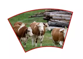 Vorschau - Anderer Materialtyp - Bauernhoftiere Legekreis - Seite 2