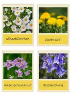 Vorschau - Poster - Wiesenblumen - Bildkarten (DAF/DAZ) Flashcards - Seite 1