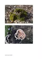 Vorschau - Spiele - Materialpaket Wald 1 - Seite 3