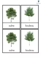Aperçu - Apprentissages en autonomie - Cartes de nomenclature - Les principaux arbres d'Europe - Page 2