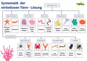 Vorschau - Arbeitsblätter - Systematik der wirbellosen Tiere - Seite 3