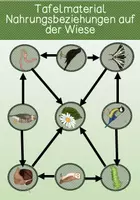 Vorschau - Poster - Nahrungskette auf der Wiese - Tafelmaterial - Deckblatt