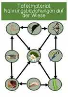 Vorschau - Poster - Nahrungskette auf der Wiese - Tafelmaterial - Seite 1