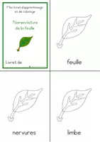 Aperçu - Apprentissages en autonomie - Livret apprentissage-coloriage de la feuille - Page 2