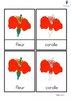 Aperçu - Apprentissages en autonomie - Cartes de nomenclature: Parties de la fleur - Page 2