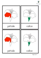Aperçu - Apprentissages en autonomie - Cartes de nomenclature: Parties de la fleur - Page 3