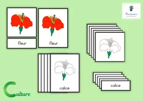 Aperçu - Apprentissages en autonomie - Cartes de nomenclature: Parties de la fleur - Page de couverture