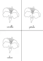 Aperçu - Apprentissages en autonomie - Livret apprentissage-coloriage fleur - Page 3