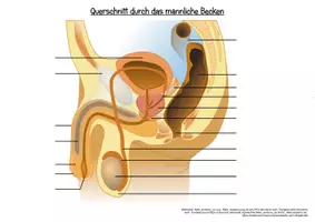 Vorschau - Stationenlernen - Klettmappe Geschlechtsorgane - Seite 1