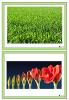 Vorschau - Präsentationen/Tafelbilder - And the green grass grows all around - picture & word cards - Seite 2
