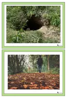 Vorschau - Präsentationen/Tafelbilder - And the green grass grows all around - picture & word cards - Seite 3