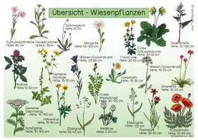 Vorschau - Arbeitsblätter - Übersichtsblätter/ Informationstafeln- Pflanzen der Wiese - Seite 1