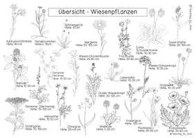 Vorschau - Arbeitsblätter - Übersichtsblätter/ Informationstafeln- Pflanzen der Wiese - Seite 2