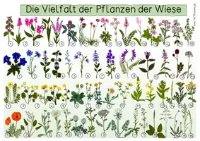Vorschau - Arbeitsblätter - Übersichtsblätter/ Informationstafeln- Pflanzen der Wiese - Seite 3