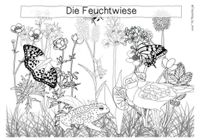 Vorschau - Arbeitsblätter - Übersichtsblatt - Wiesenarten - Seite 2