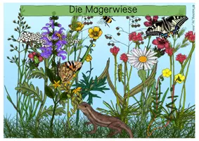 Vorschau - Arbeitsblätter - Übersichtsblatt - Wiesenarten - Seite 3
