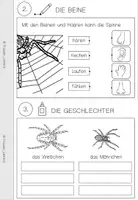 Vorschau - Arbeitsblätter - Forscherheft: Die Kreuzspinne (Klasse 1) - Seite 3