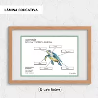 Vista previa - Decoración del aula - ANATOMÍA DE LA TORTUGA MARINA - POSTER. - Portada