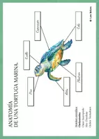 Vista previa - Decoración del aula - ANATOMÍA DE LA TORTUGA MARINA - POSTER. - página 2