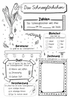 Vorschau - Arbeitsblätter - Steckbrief Schneeglöckchen - Frühblüher - Seite 2